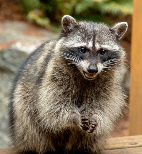 Raccoon